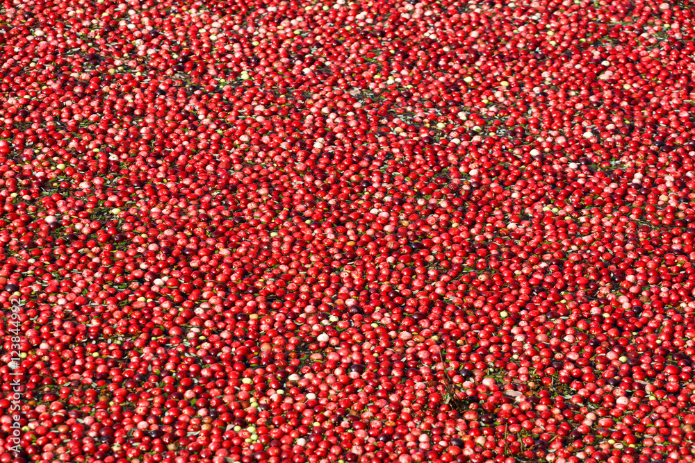 Cranberry harvest Cranberry harvest