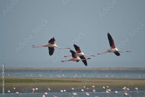 Flamingos, Walvis bay, Namibia