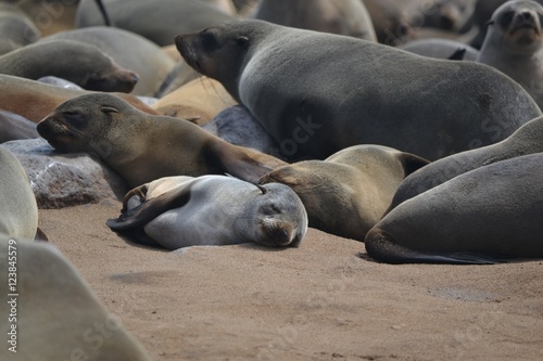 Baby Seal surrounded by Adults