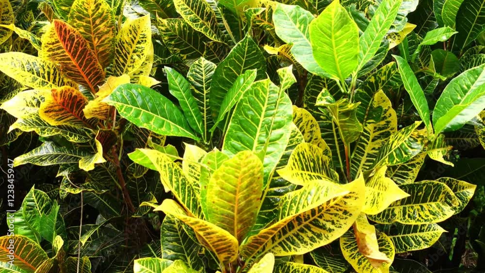 Codiaeum variegatum (variegated croton, Croton) is a species of plant