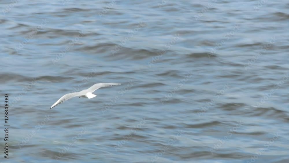 soaring over the river gull soaring over the river gull