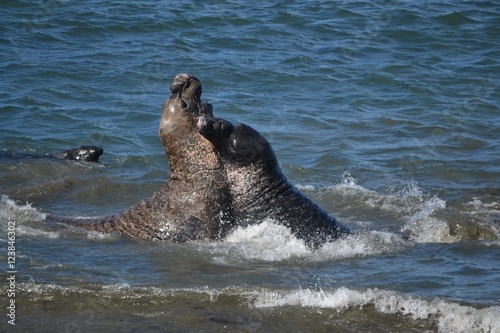 Sea Elephant fighting