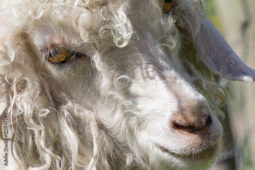 Εκτύπωση καμβά angora goat face