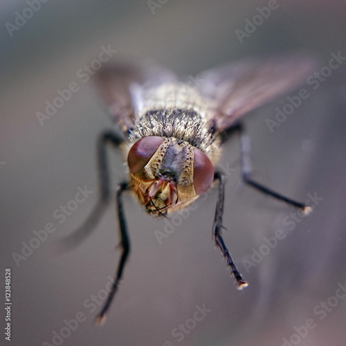 Curious fly with head cocked. Housefly from front view in very closeup detail