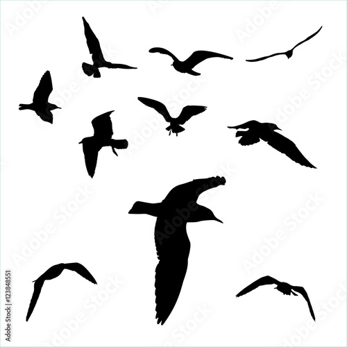 Vector set - seagull silhouette on white background collection