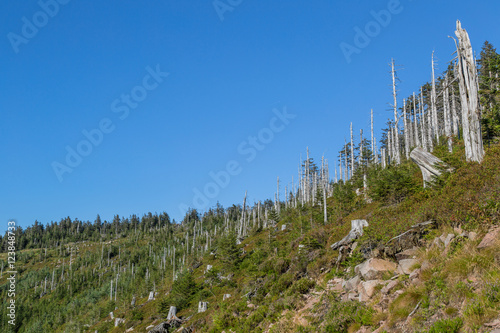 Foto Sturmwurffläche, Orkan Lothar; Nationalpark Schwarzwald, Sommer