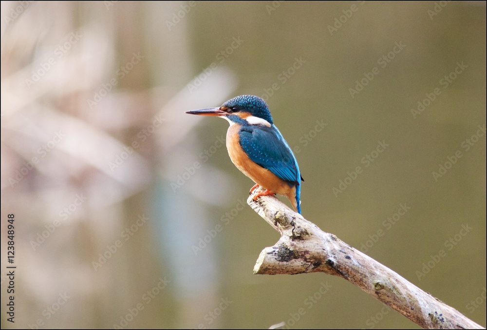 Obraz premium martin pêcheur