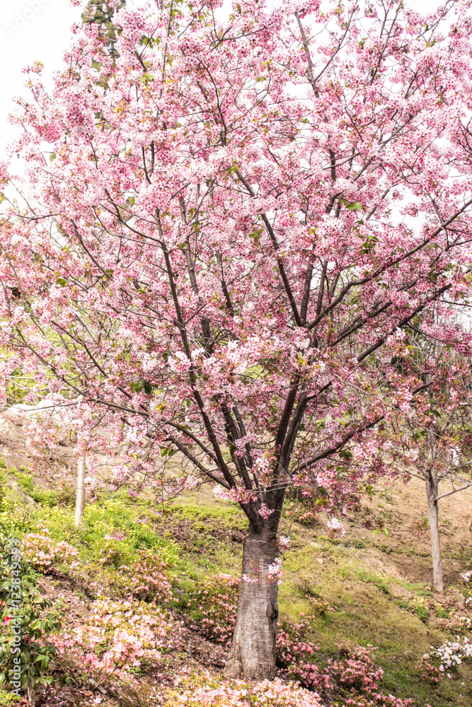 Cherry Blossom Festival 