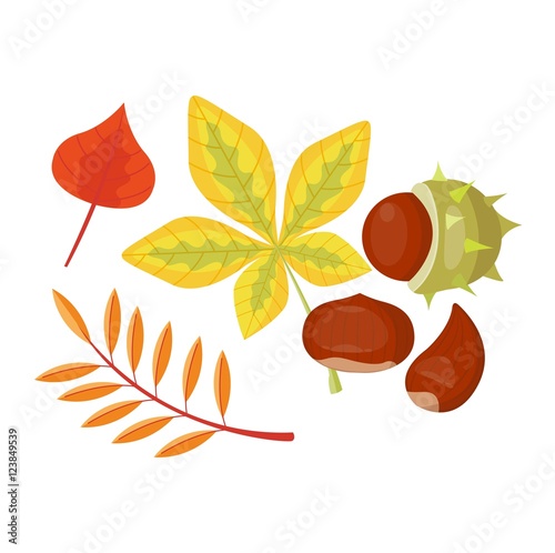 autumn leaf vector illustration.