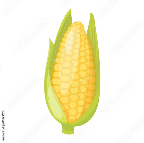 Corn cobs vector illustration.