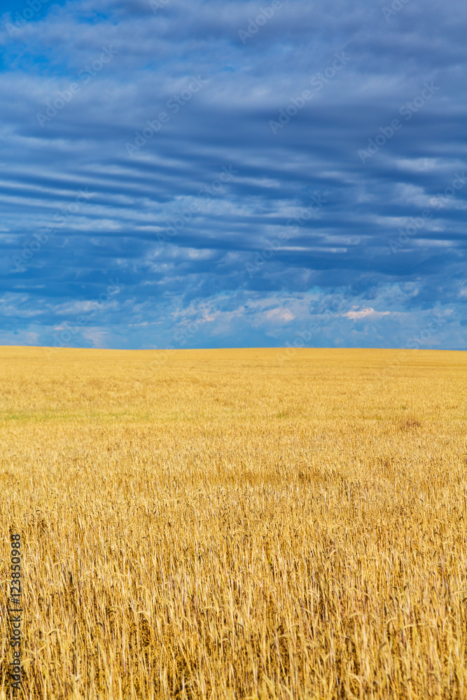 Wheat fields and clouds in Billings, Montana. 