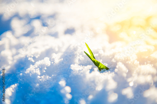 Obraz na płótnie Young Sprout Grows in Snow. Winter Closeup Photo.