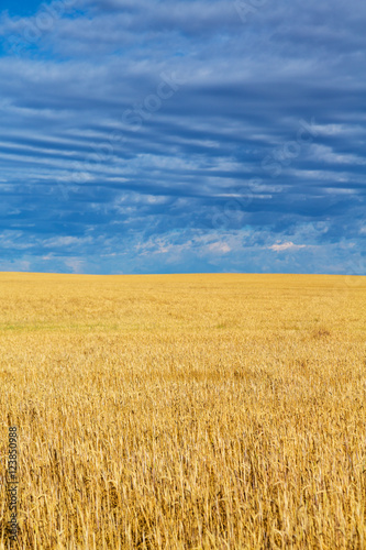 Wheat fields and clouds in Billings, Montana. 