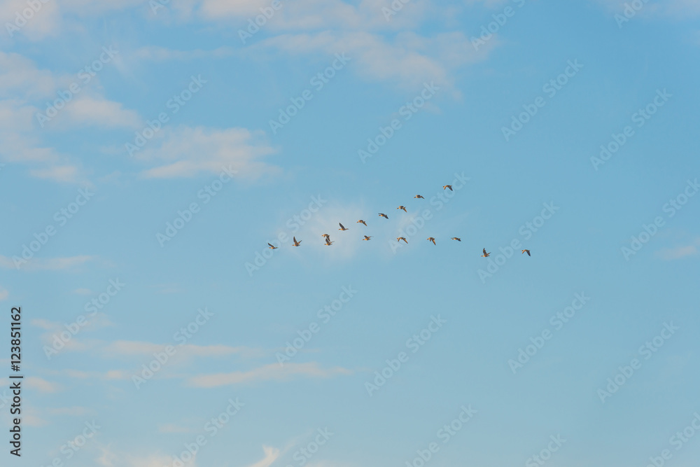 Birds flying in a blue sky at sunrise Birds flying in a blue sky at sunrise