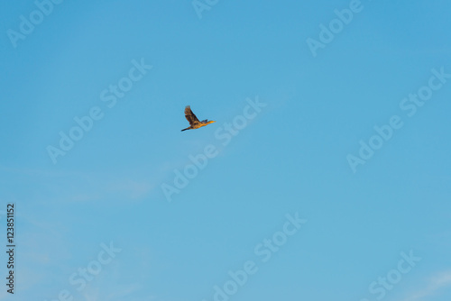 Bird flying in a blue sky at sunrise
