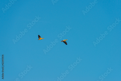 Birds flying in a blue sky at sunrise