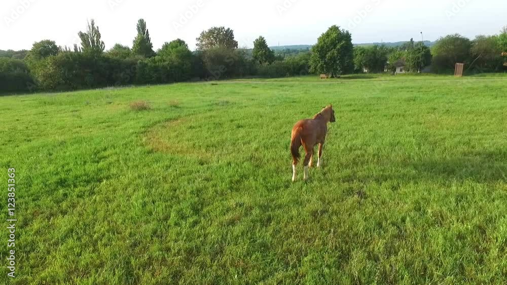 Morning and Green Meadow Where Horses Graze Morning and Green Meadow Where Horses Graze