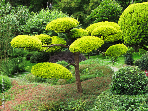 Maine-et-Loire - Parc oriental de Maulévrier - Niwaki, un arbre taillé en nuages