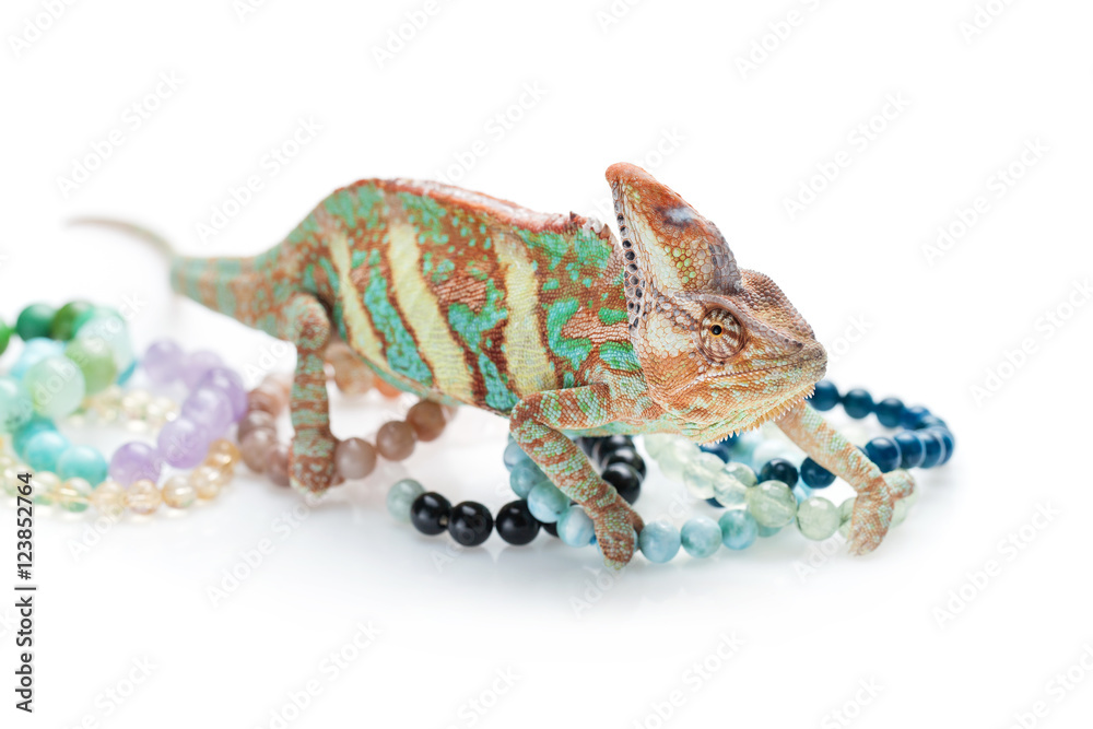 Fototapeta premium Beautiful chameleon with natural stone bracelets
