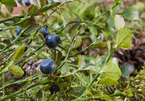 The forest Bush of ripe blueberry. Close-up