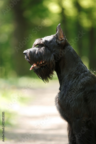 Dog Giant Schnauzer © annaav
