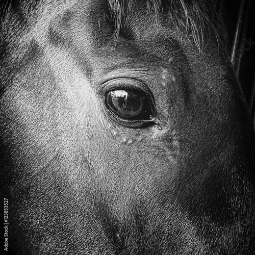 Horses eye © Lisa
