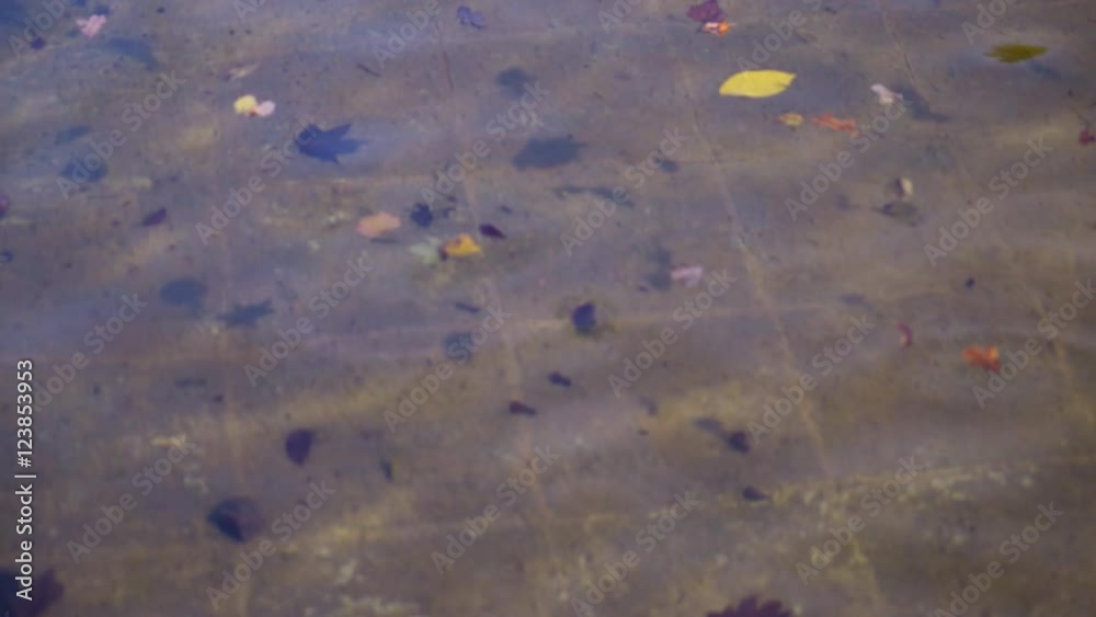 Clear water in fountain with leaves different colors like red, yellow, green. Background bottom of the pool with tiles. Clear water in fountain with leaves different colors like red, yellow, green. Background bottom of the pool with tiles.