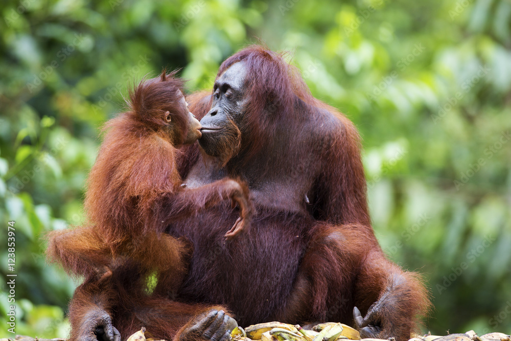 Fototapeta premium Matka i dziecko orangutan w ich rodzimym środowisku. Las deszczowy Borneo.