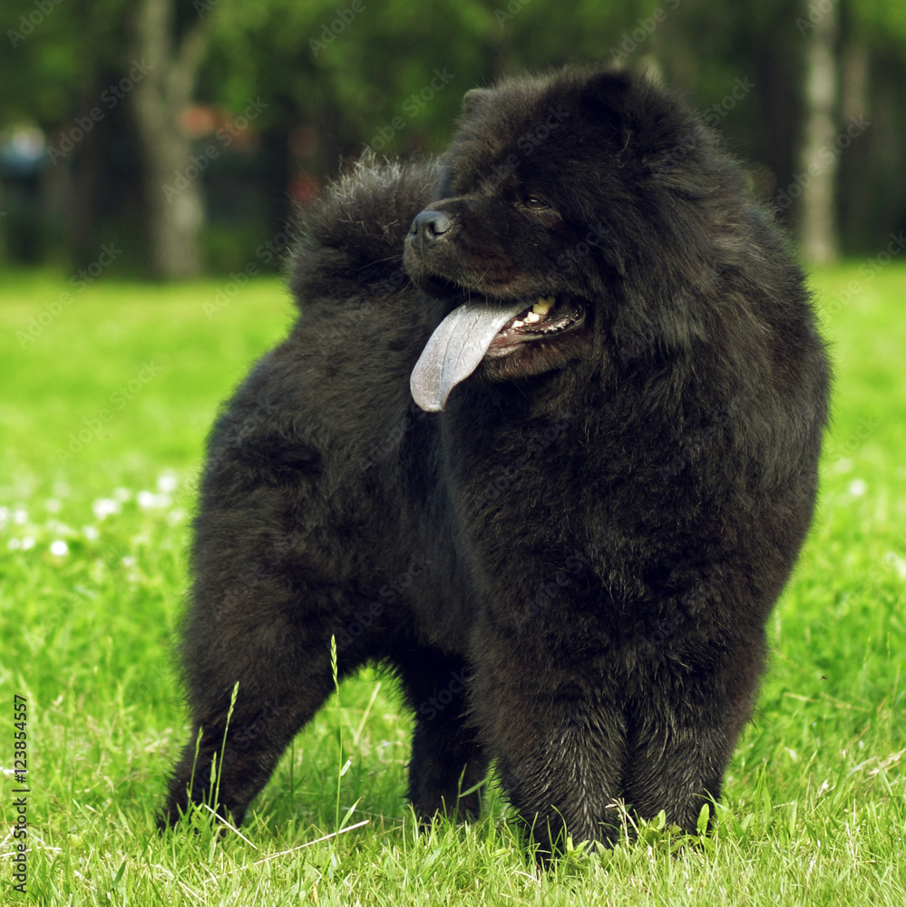 Fototapeta premium fluffy dog breeds Chow Chow black walks in the summer.