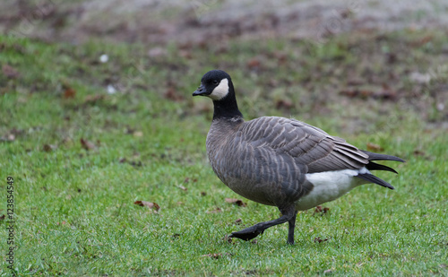 Cackling Goose © Feng Yu