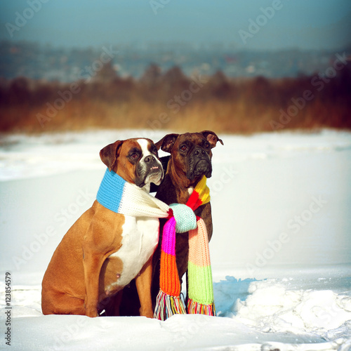 Photography two dogs of breed boxer sitting in the winter on snow, associate
