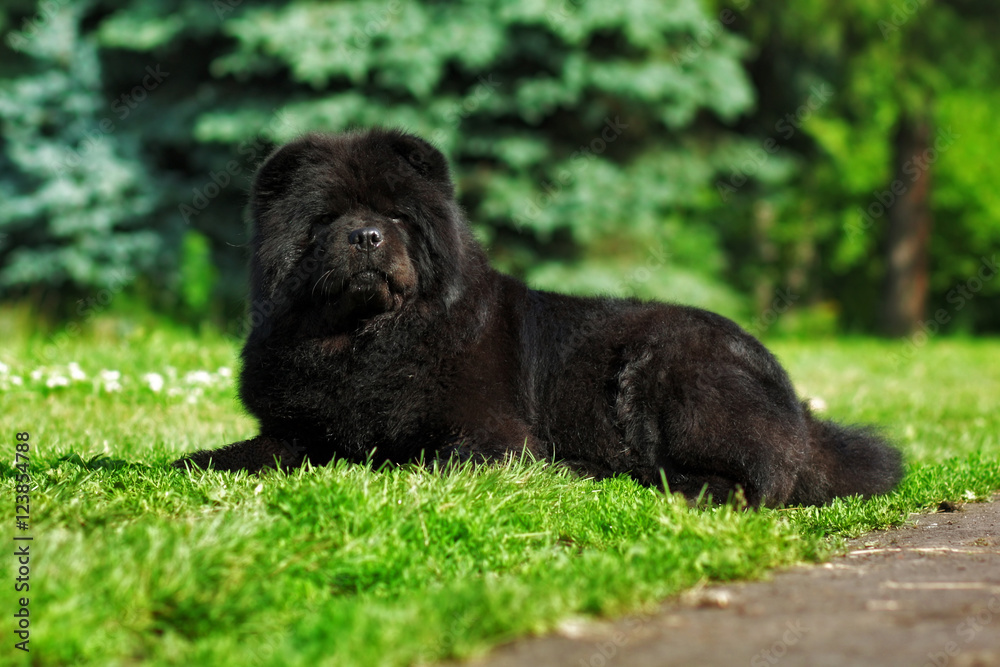 Beautiful fluffy black dog Chow lying in the summer on the natur Beautiful fluffy black dog Chow lying in the summer on the natur