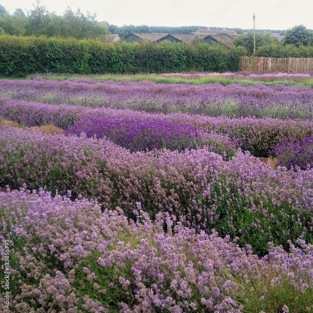 Lavender farm in Cotswolds, UK