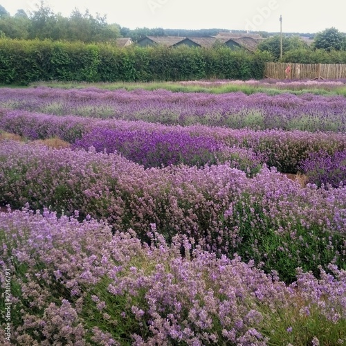 Lavender farm in Cotswolds, UK