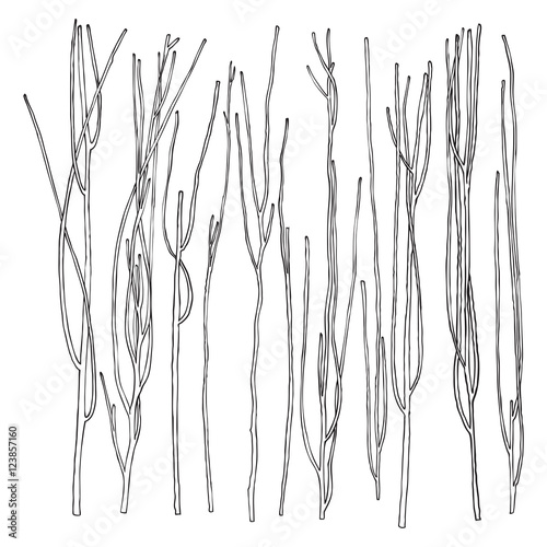 Hand drawn wood twig set, ink design elements collection. Dry wood tree branch and wooden twigs. Ink drawing twigs set.