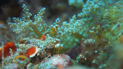 Squat Shrimps, Broken back Shrimp - Thor amboinensis, Hippolytidae. Close up, 4k footage photo