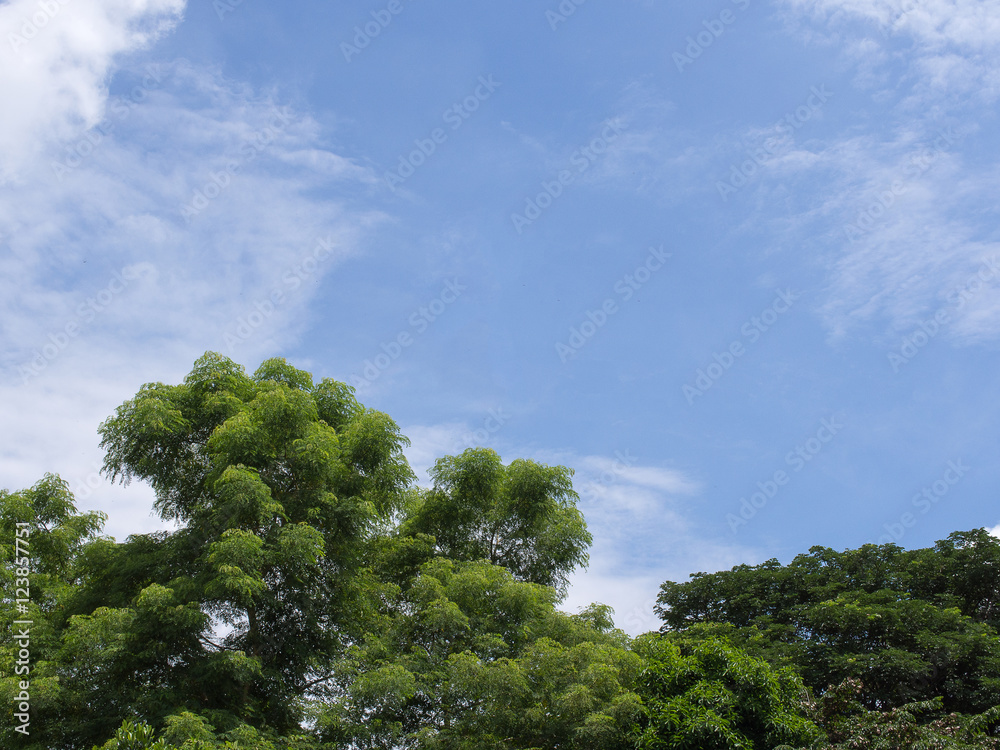 blue sky and green leaves trees with clouds during summer backgr blue sky and green leaves trees with clouds during summer backgr