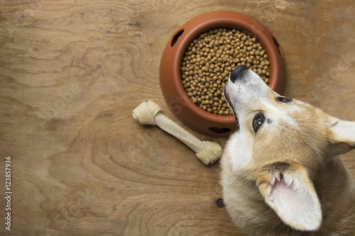 Fototapeta Naklejka Na Ścianę i Meble -  A corgi dog besides a bowl of kibble food..