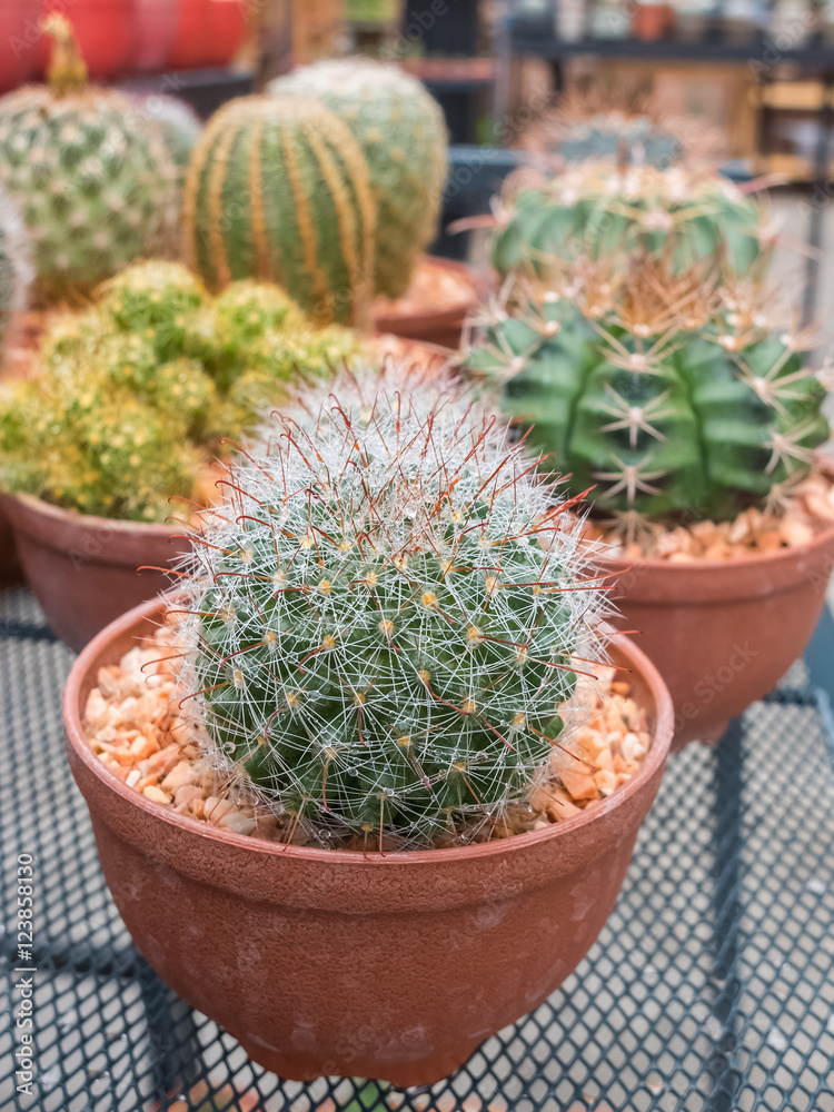 Cactus in pot.domestic cactus closeup.cactuses of various grades in the Flower market. The flower market is one of sights of the city Cactus in pot.domestic cactus closeup.cactuses of various grades in the Flower market. The flower market is one of sights of the city