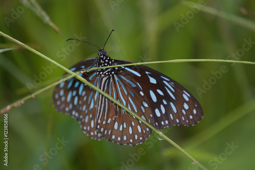 Dark Blue Tiger butterfly, Tirumala septentrionis on grass stem. photo