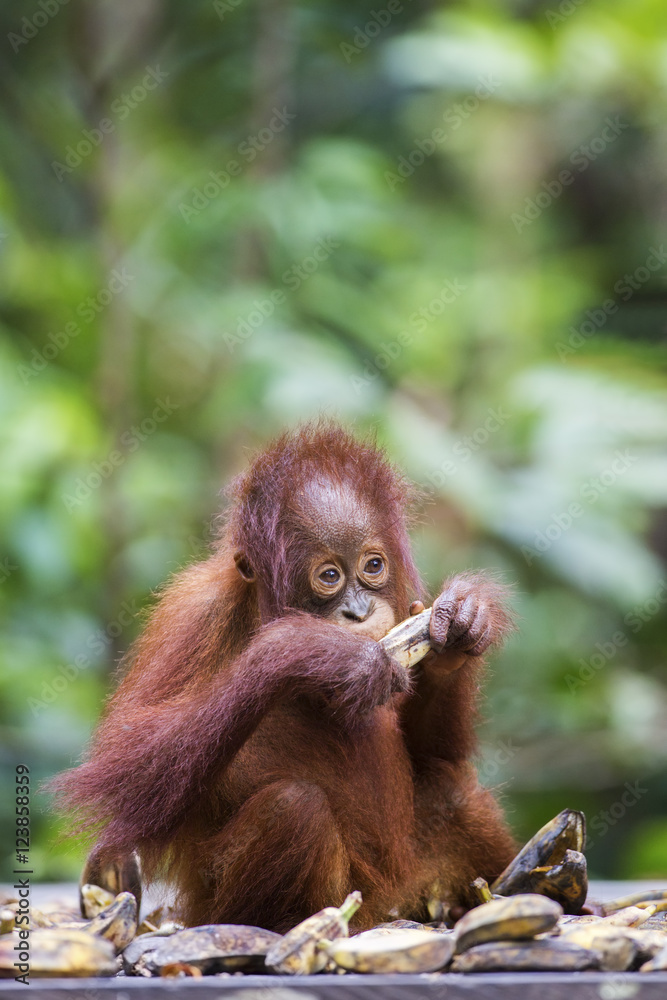 Fototapeta premium A baby orang-utan eating a banana in its native habitat. Rainforest of Borneo.
