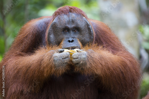 Male orang-utan eating a banana in his native habitat. Rainforest of Borneo.
