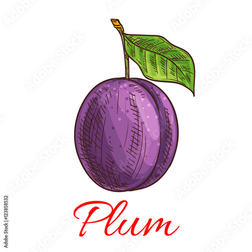 Sketched plum fruit for food and juice design