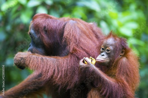 A female orang-utan with her baby in their native habitat. Rainforest of Borneo.