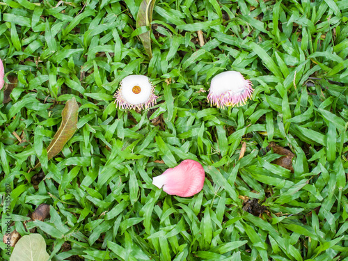 Shorea robusta flower and leaves on garden
