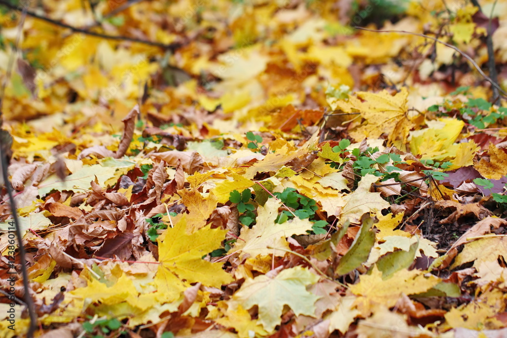 Dry leaves on the ground in a beautiful autumn forest