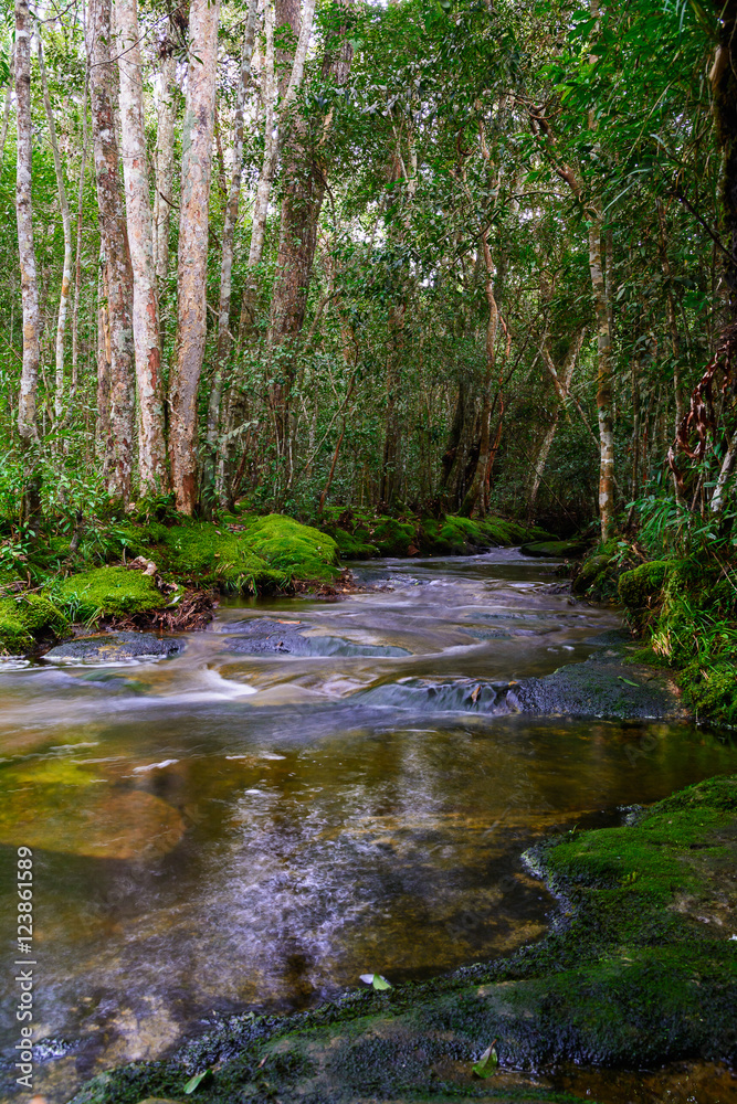 Obraz premium Strumień w lesie tropikalnym.
