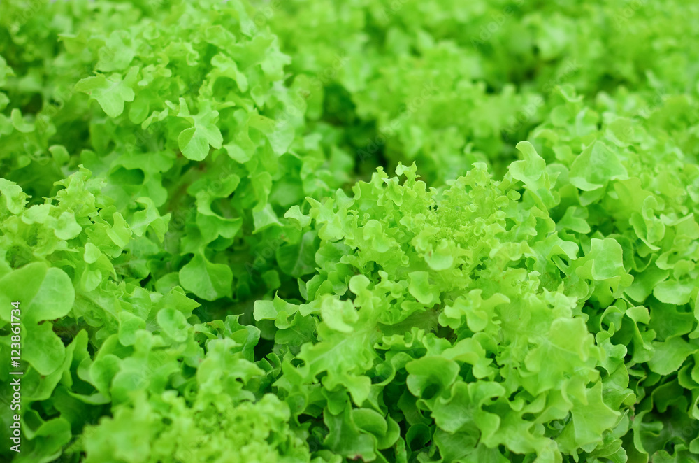 Fresh green lettuce, selective focus Fresh green lettuce, selective focus