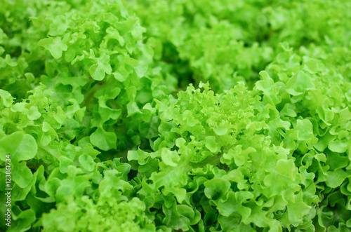 Fresh green lettuce, selective focus