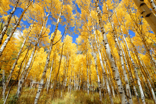 Aspen tree Fall foliage color in Colorado photo